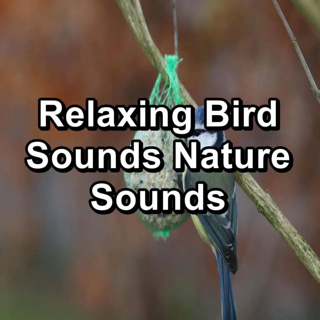 Music from Birds Instant Deep Sleep For Babies and Infants
