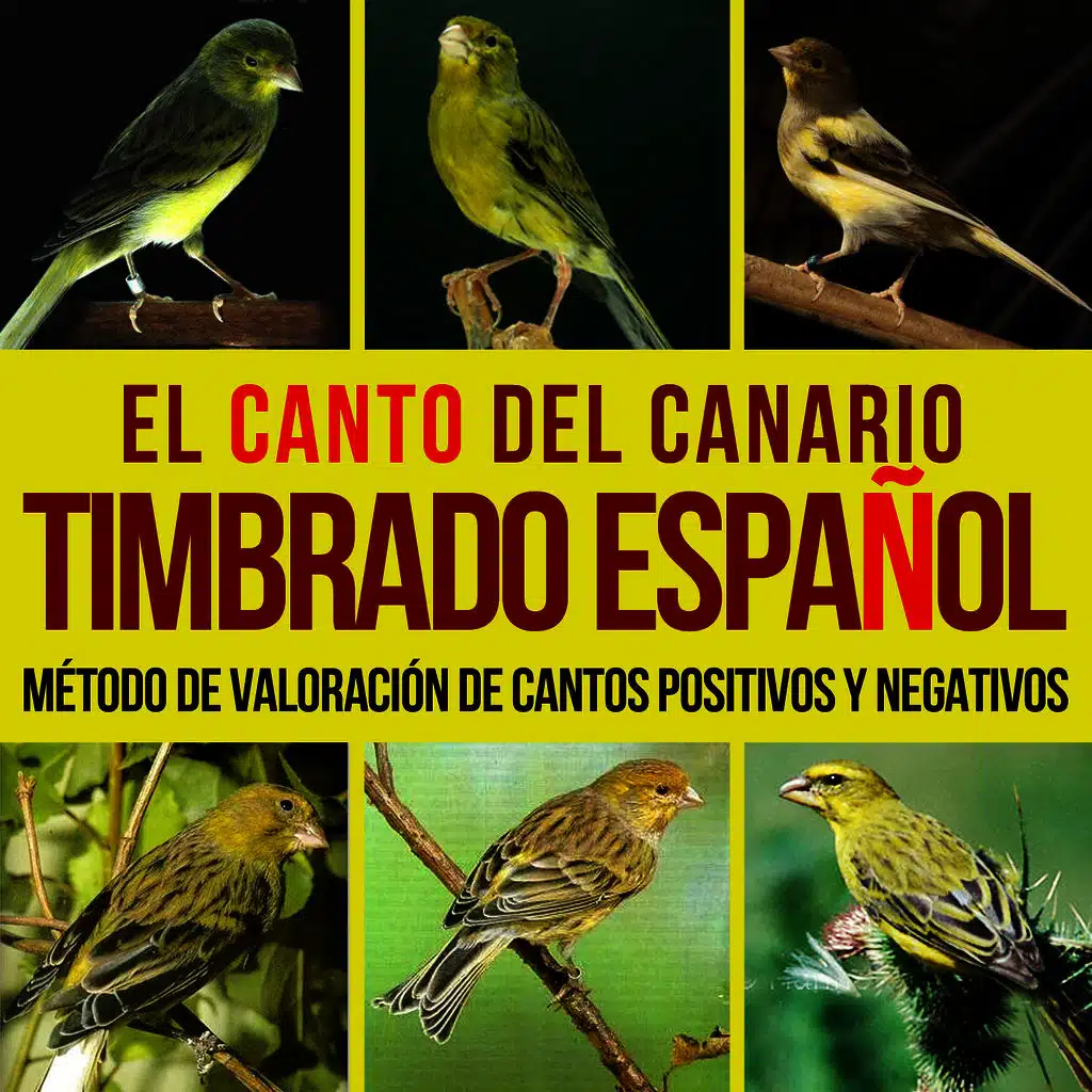 The Song of Spanish Timbrado Canary. Evaluative Method of Positive and Negative Songs