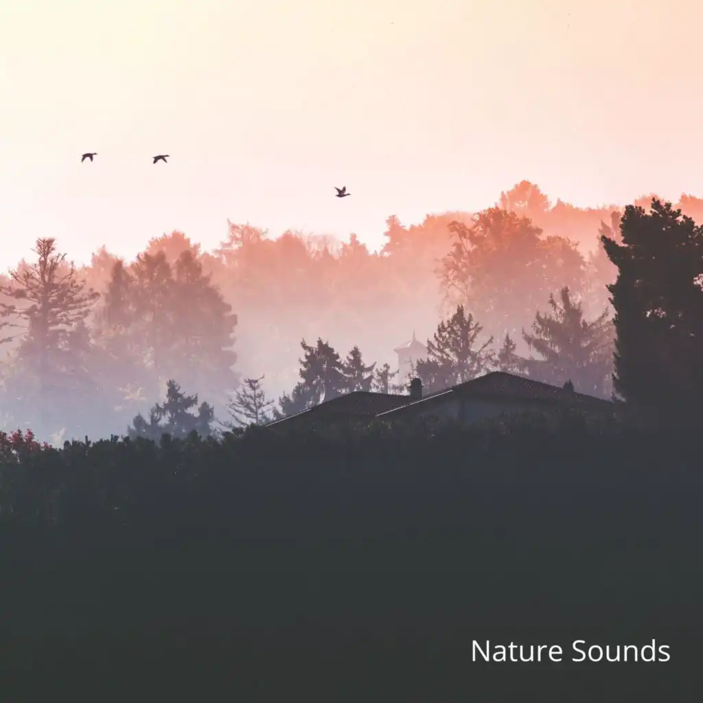 Meditation and Nature Sounds