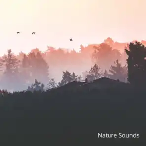 Forest Sounds for Sleep