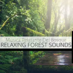 Sonidos Del Bosque Para Meditar (Forest Sounds)