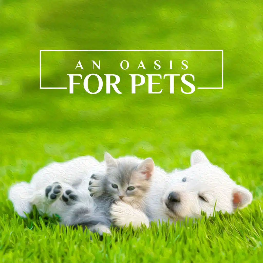 An Oasis for Pets - Relax, Peace and a Moment of Oblivion