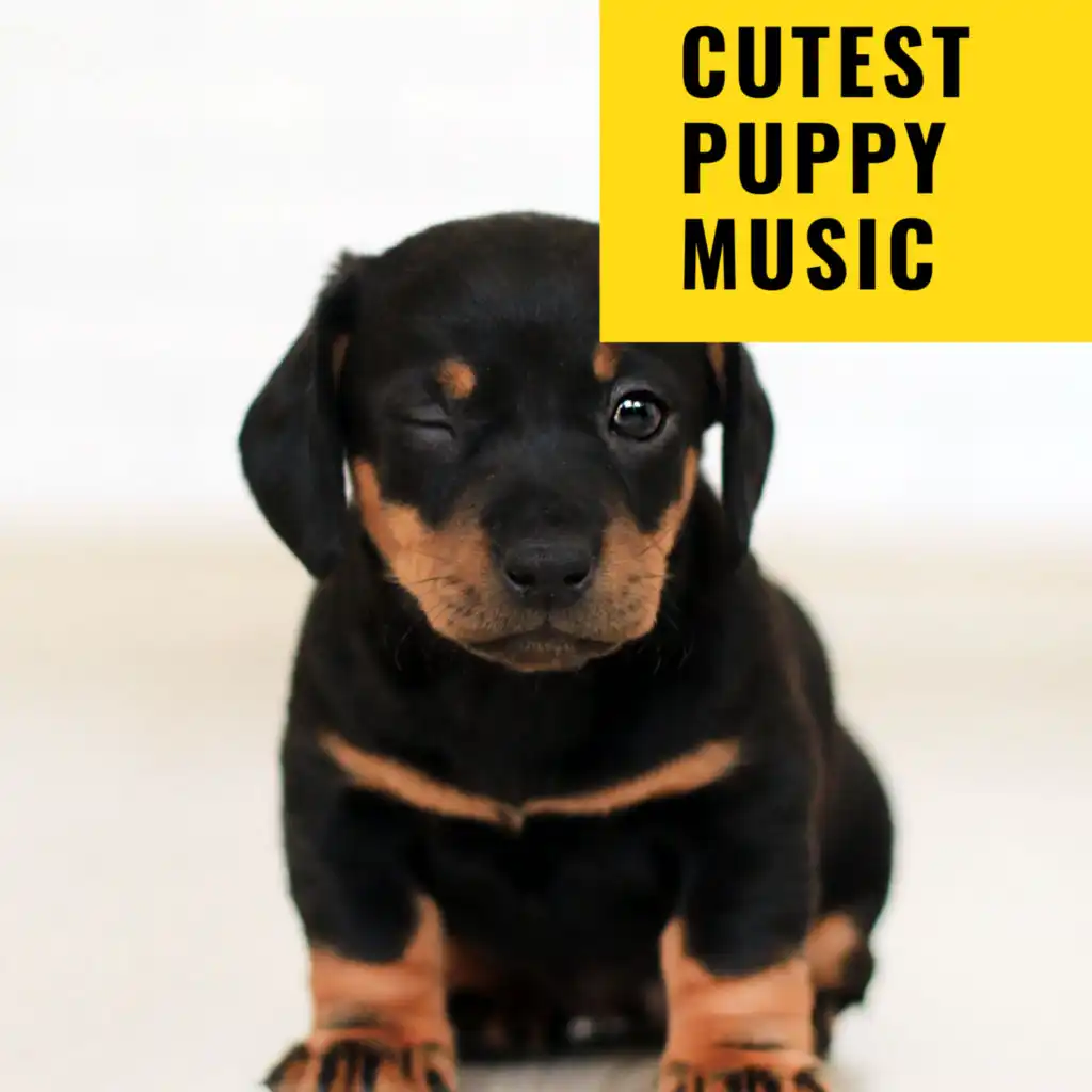 Sleepy Dogs, Music For Cats & Dog Music