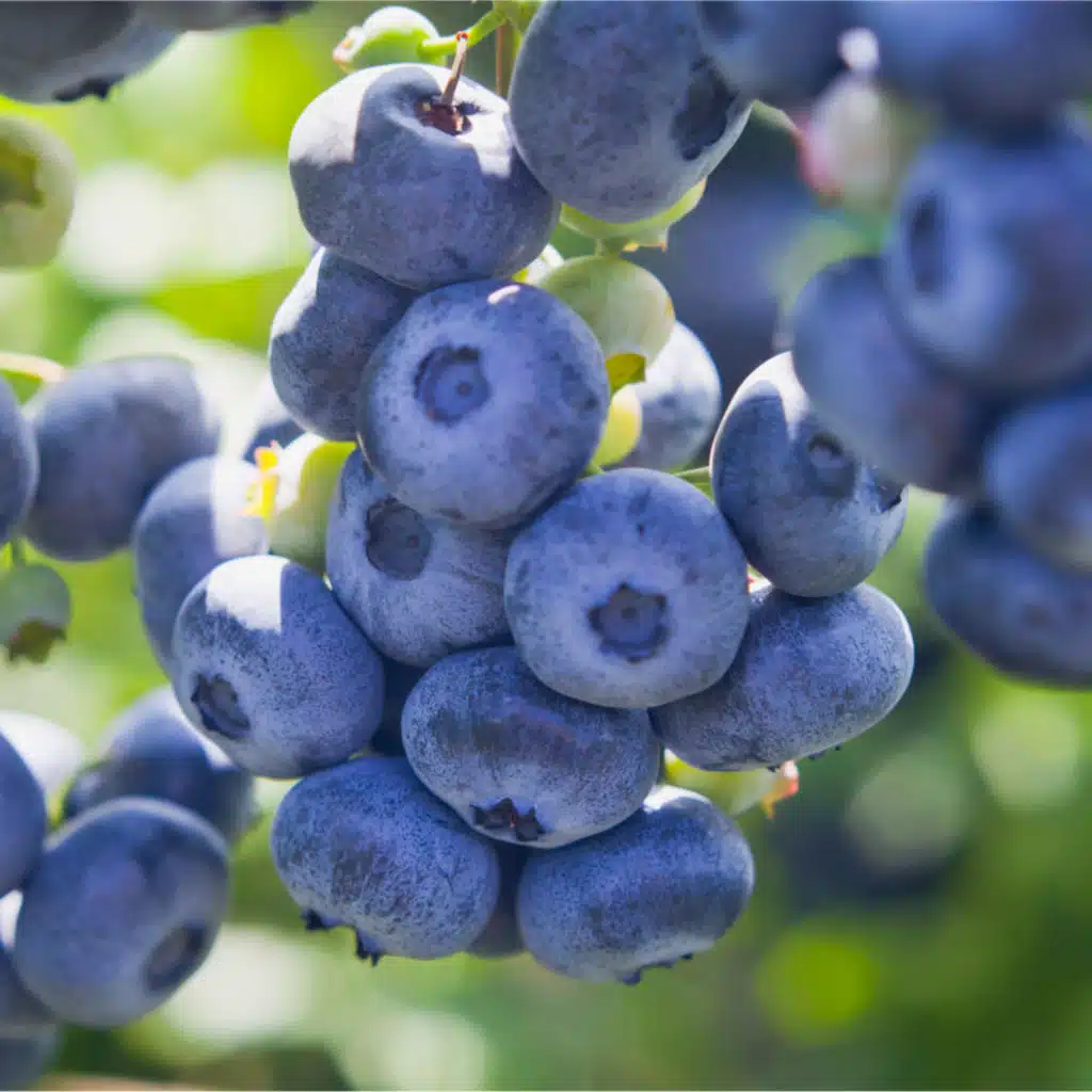 Increased Competition and Demand for Quality in Blueberry Market