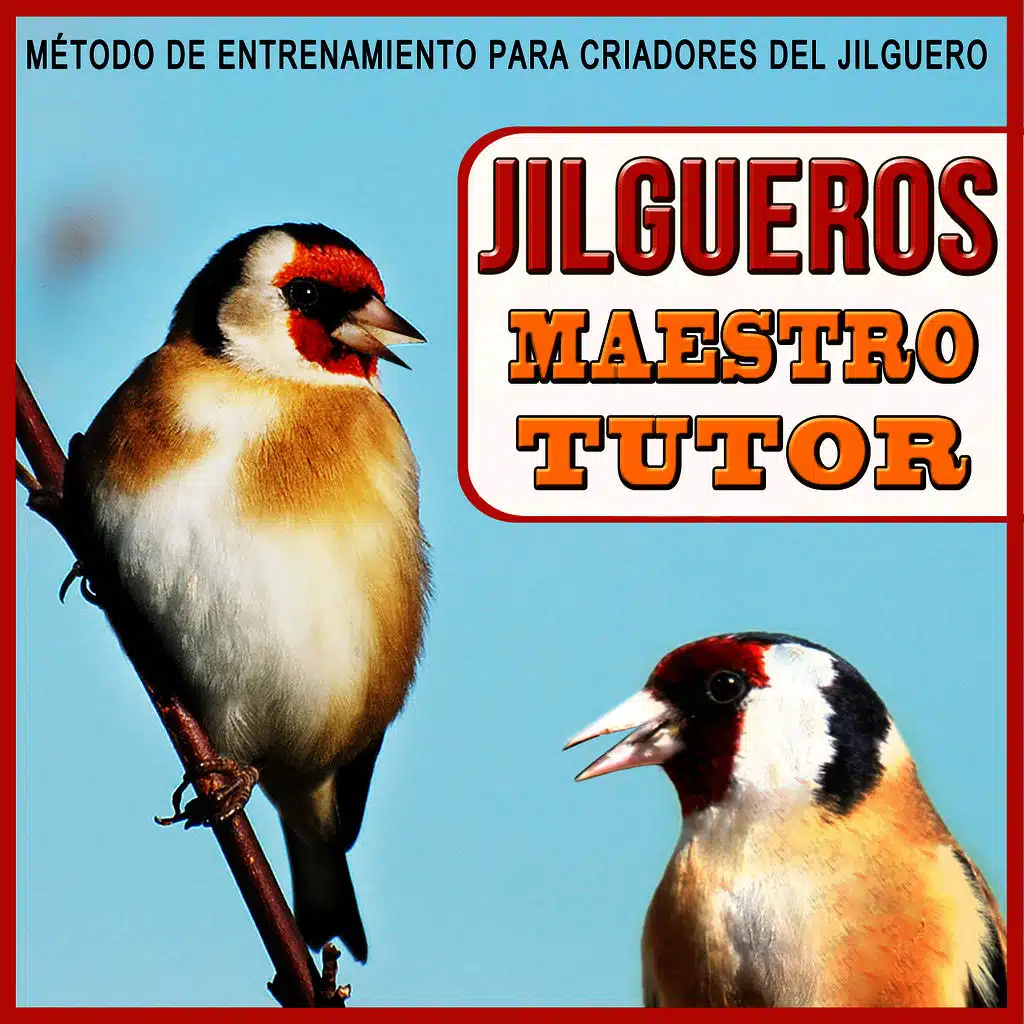 Jilgueros Maestro Tutor. Método de Entrenamiento Para Criadores del Jilguero. Carduelis Carduelis