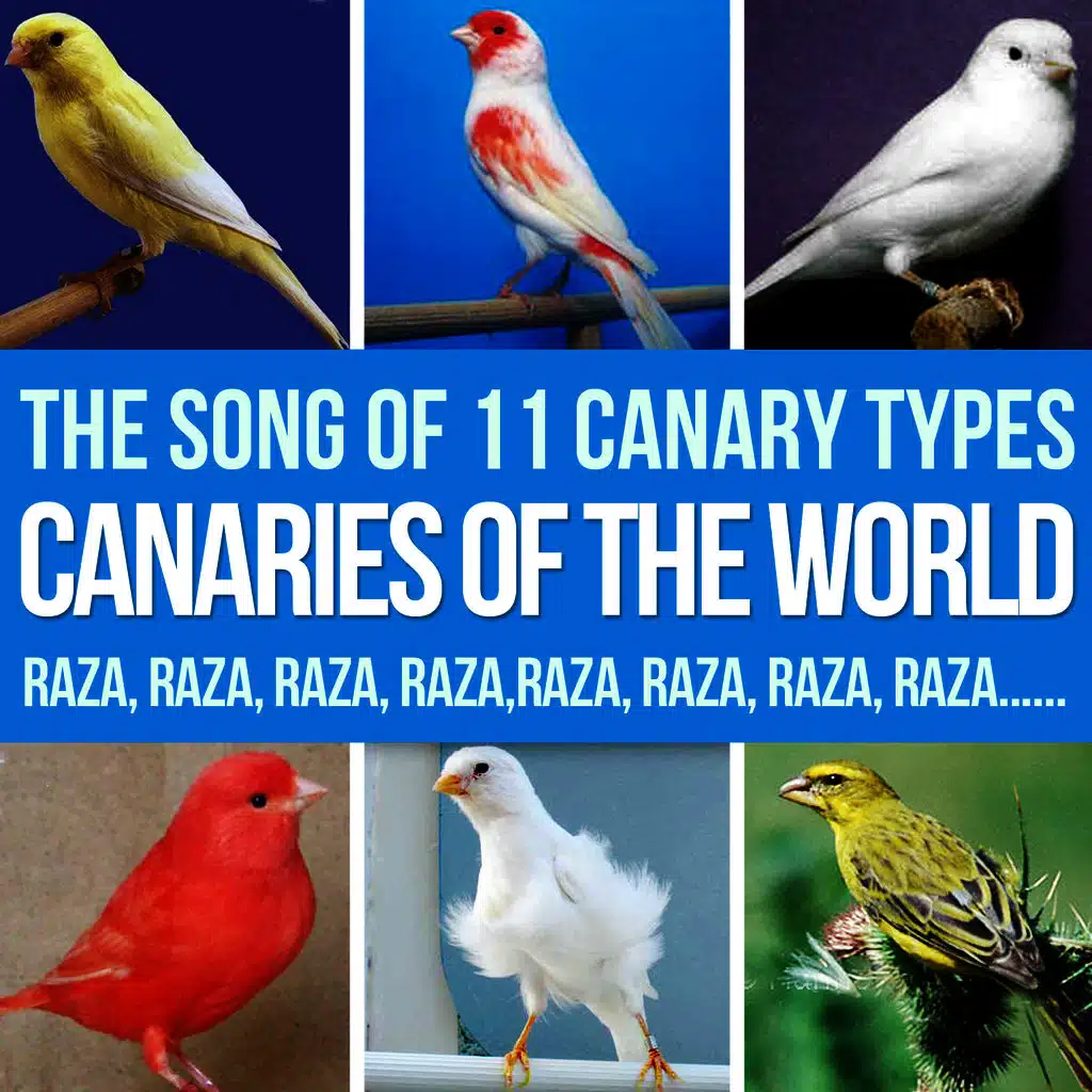 Canaries of the World. The Song of 11 Canary Types. Russian, Ringing, Roller, Silvestre, Flute, Malinois and More.