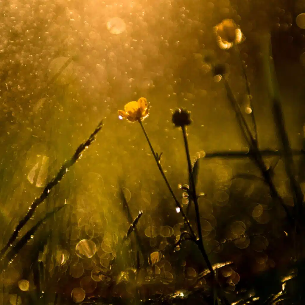 Dusk Rain