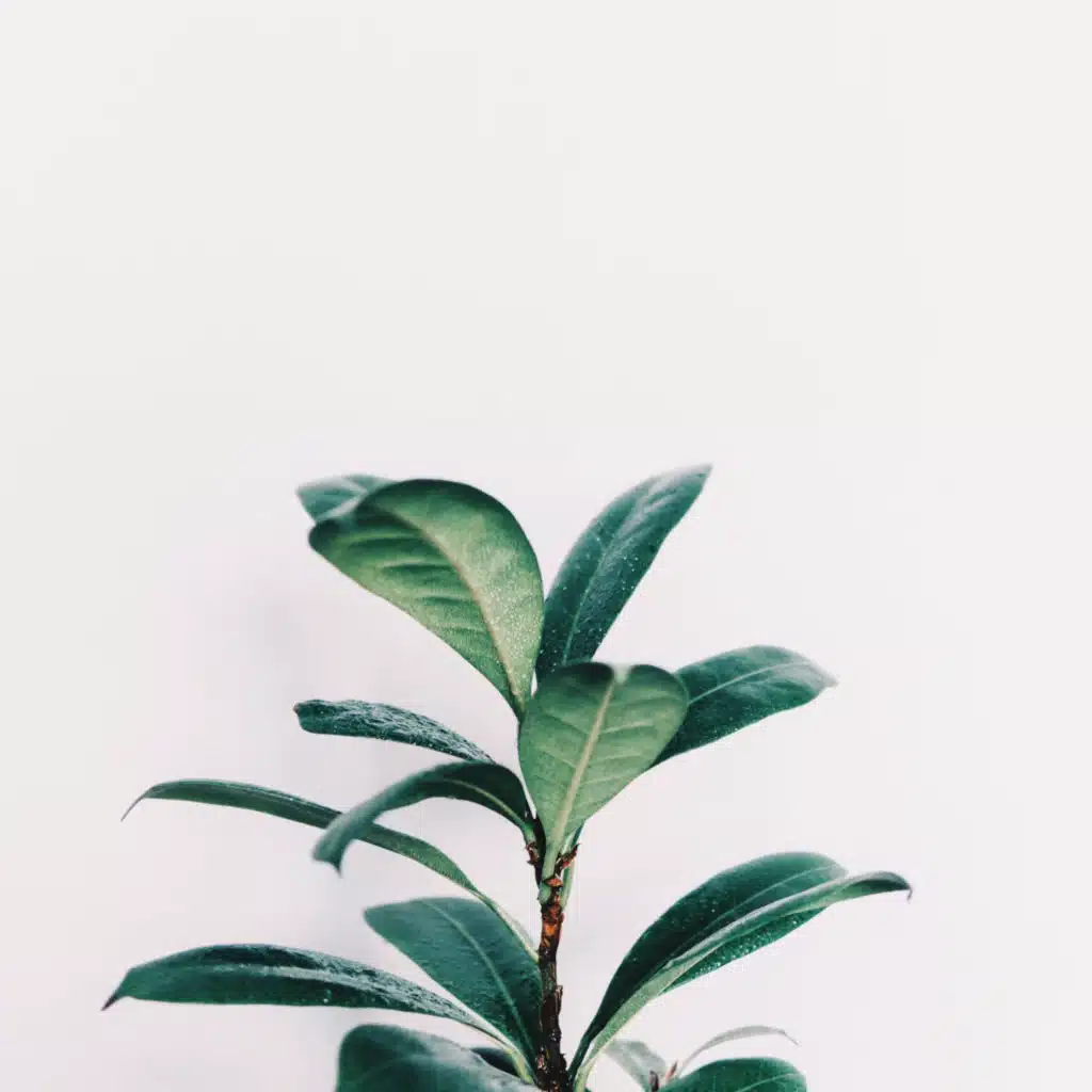 Soothing Music for Sleep