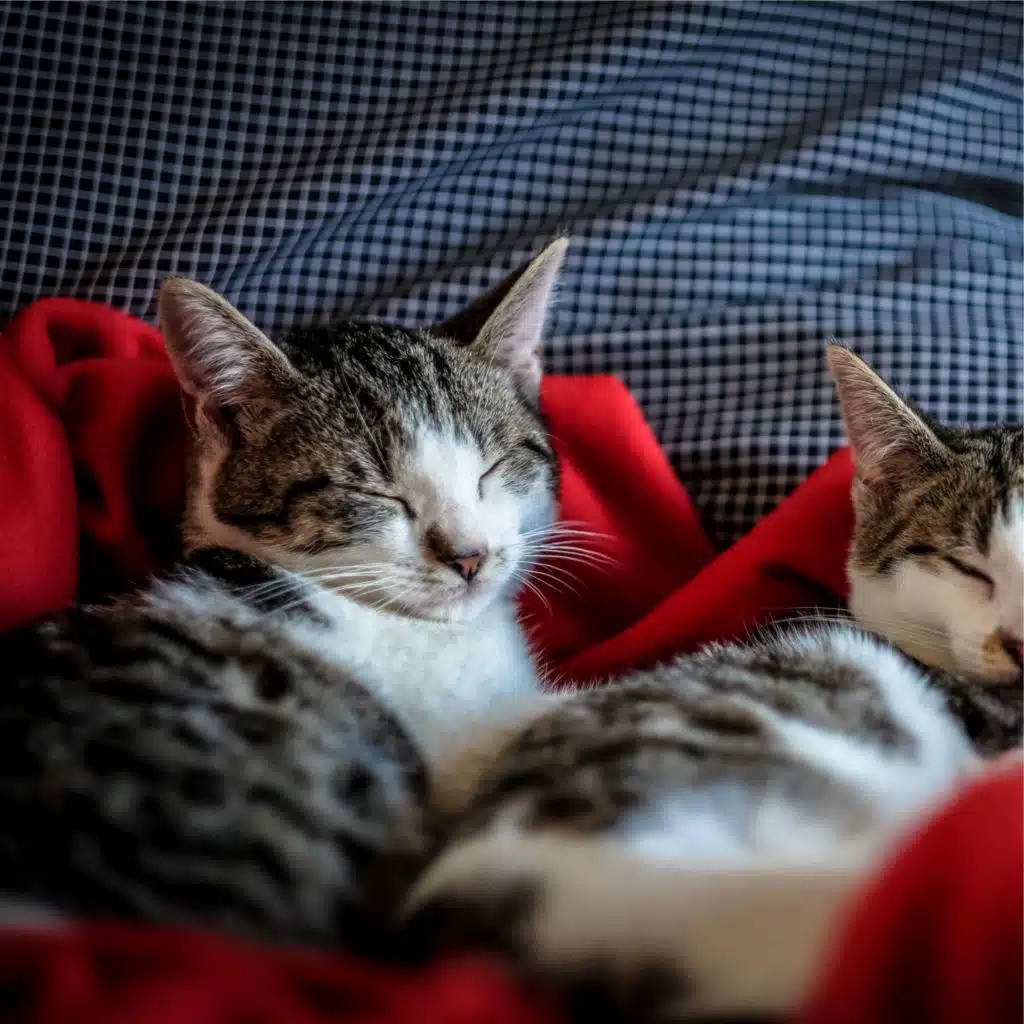 Music for Relaxing Cats, Music for Resting Cats & Cat Music