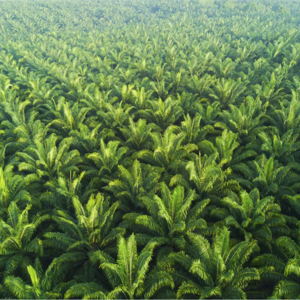South-East Asia Palm Oil Outlook 2017