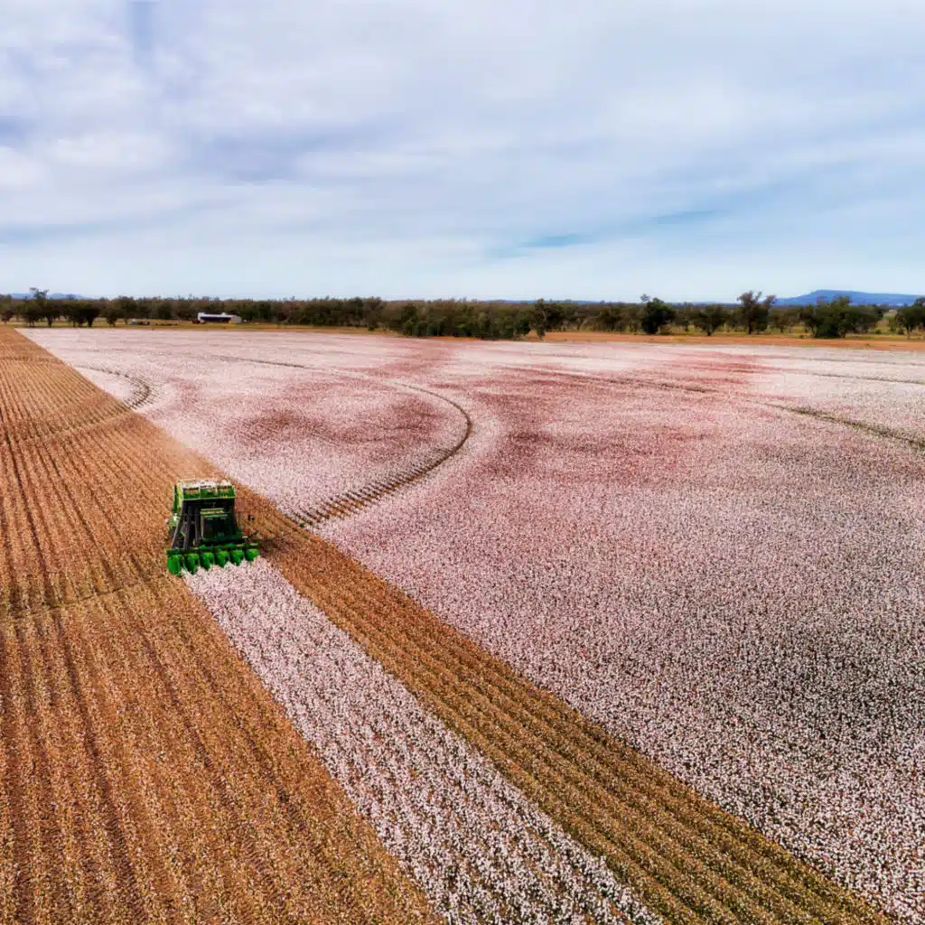 Opportunity Awaits the ‘Bolled’ and Brave – A Ten-Year Outlook for Cotton