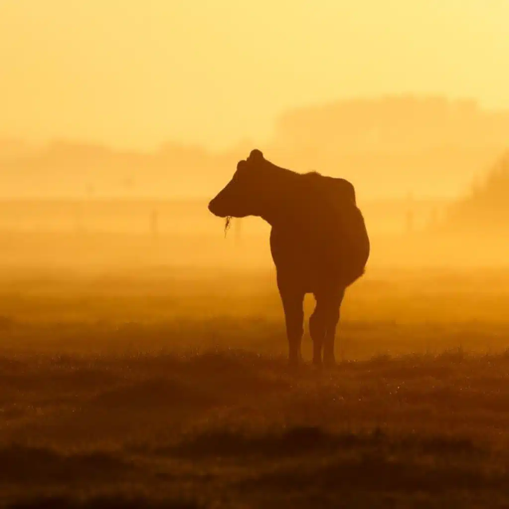 Asian Animal Protein Outlook for 2021