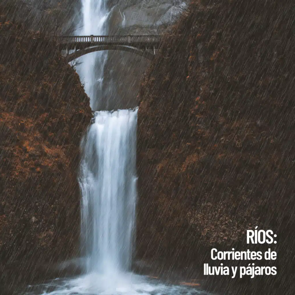 Rivers: Streams Of Rain And Birds