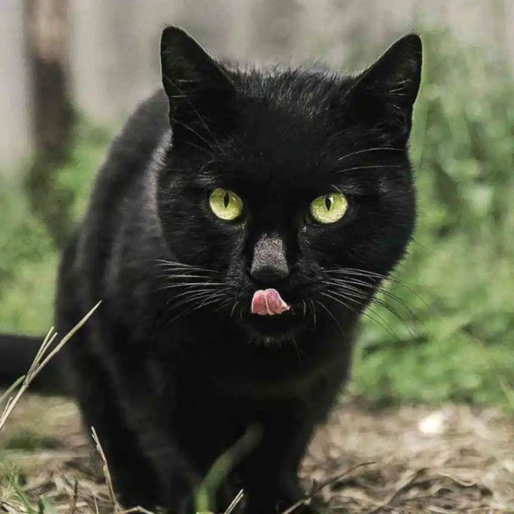 Black Cat