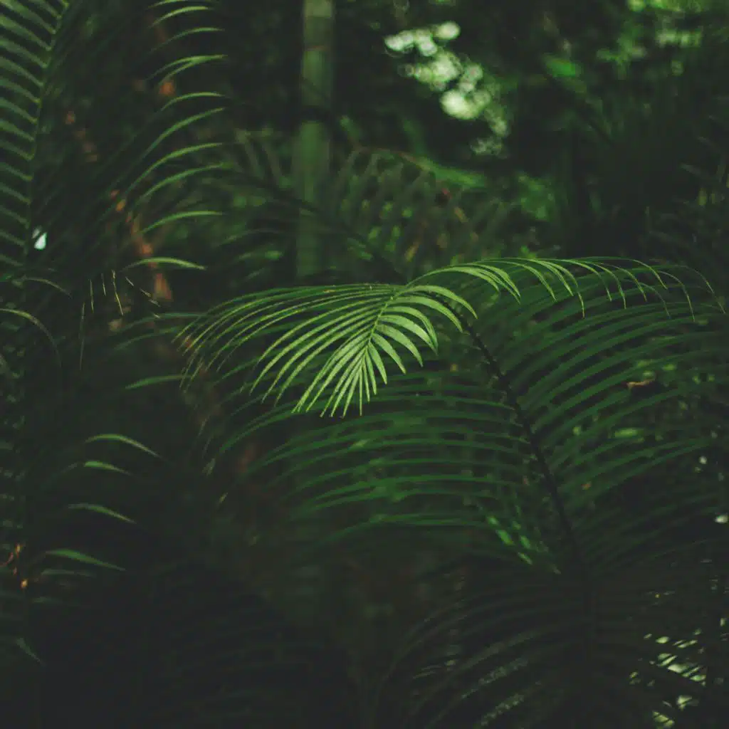 Sounds of Nature