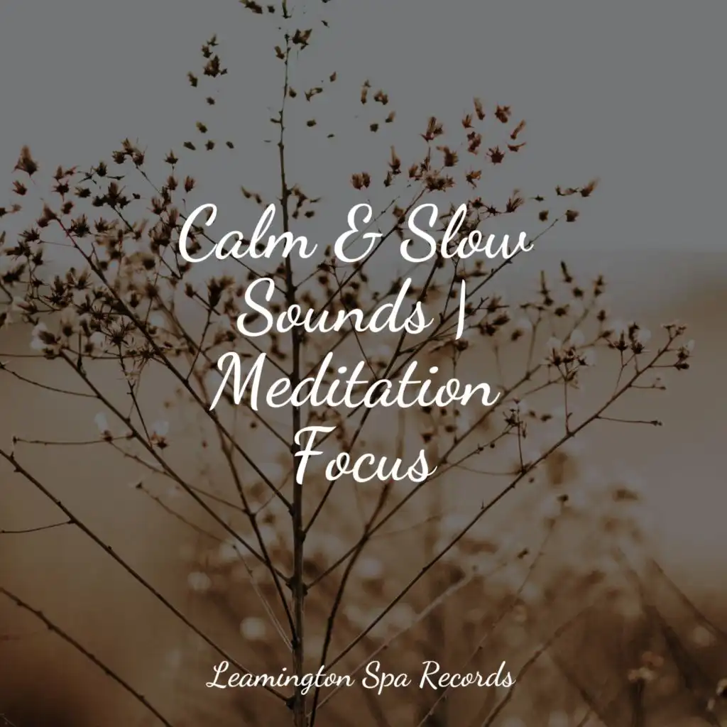 Calm & Slow Sounds | Meditation Focus