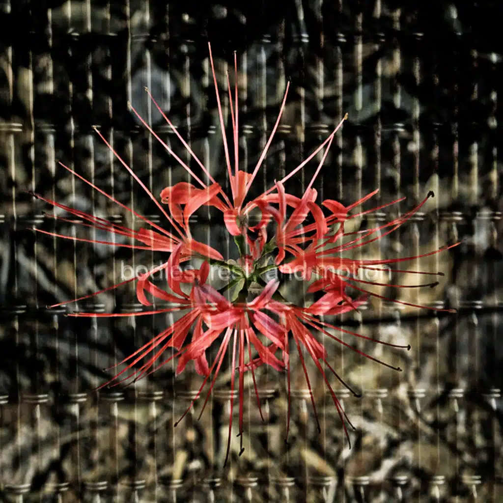 Bodies, Rest, and Motion