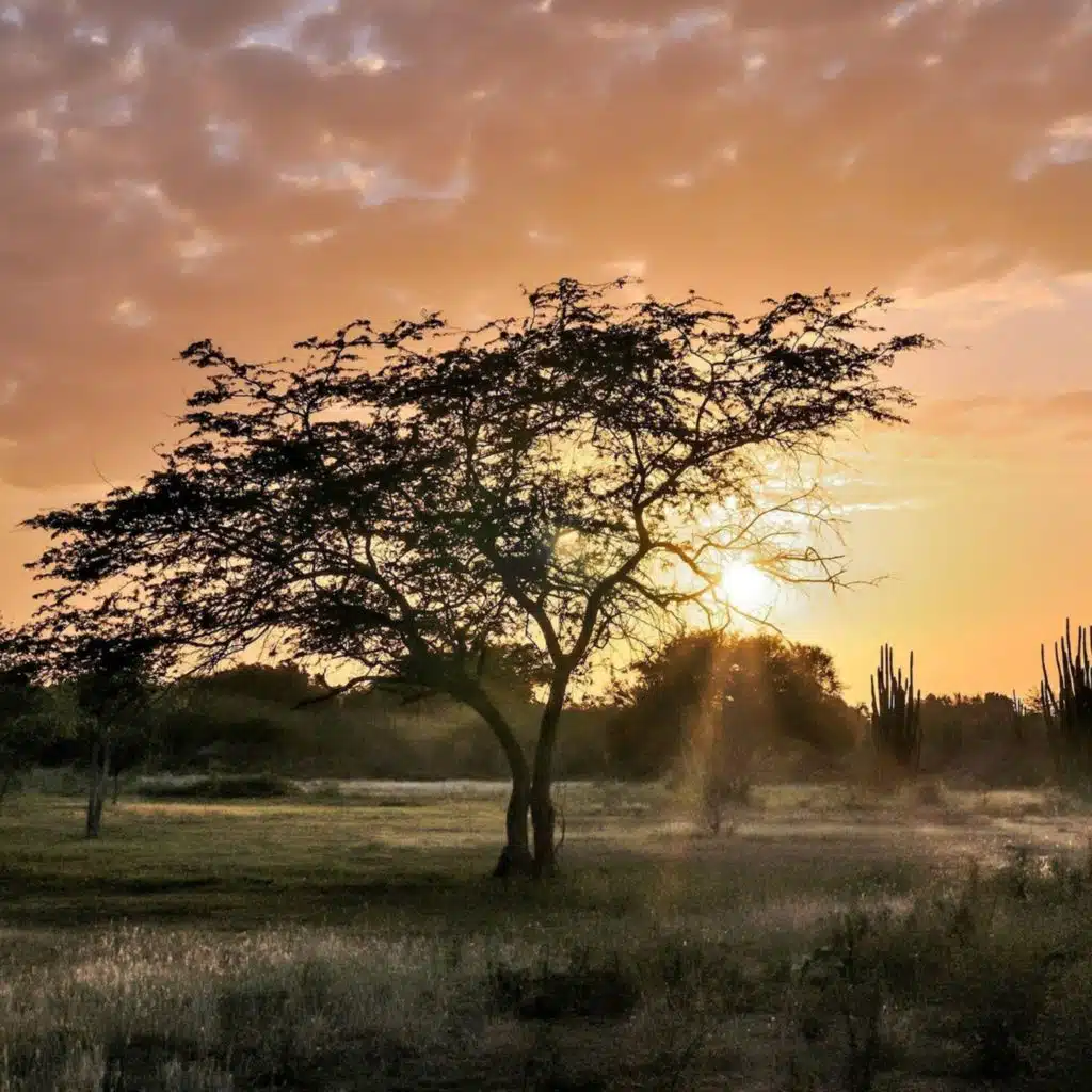 Llaneras Venezolanas, Vol. 1