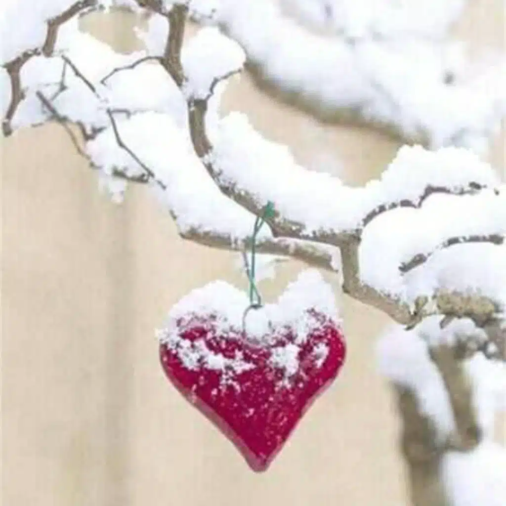 قلبي الجامد