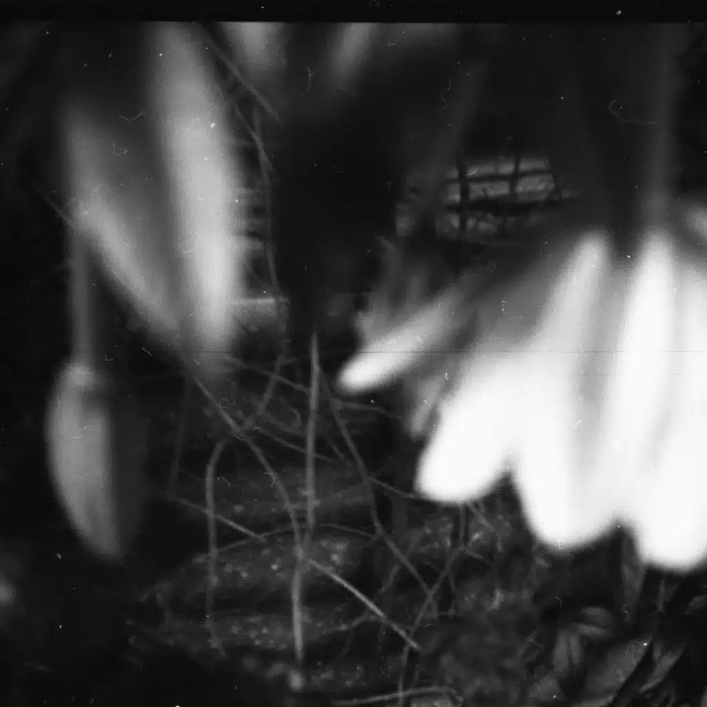 Free from Sorrow and Joy