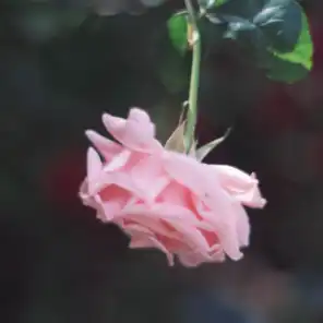 Upside Down Rose