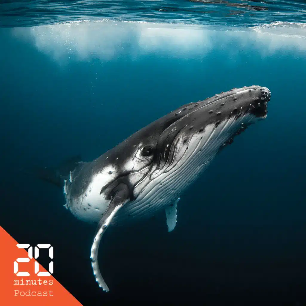 Sauver les baleines permettrait de sauver la planète