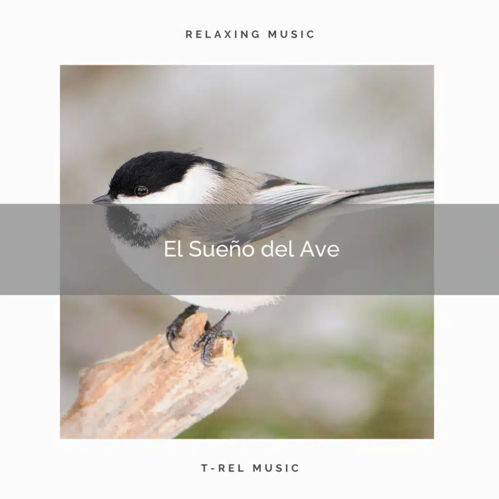 El Sueño del Ave