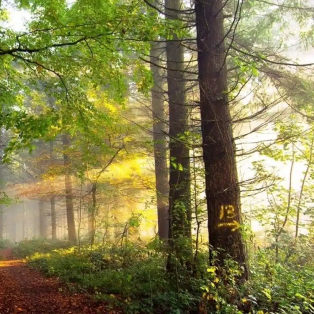 Morning Background music