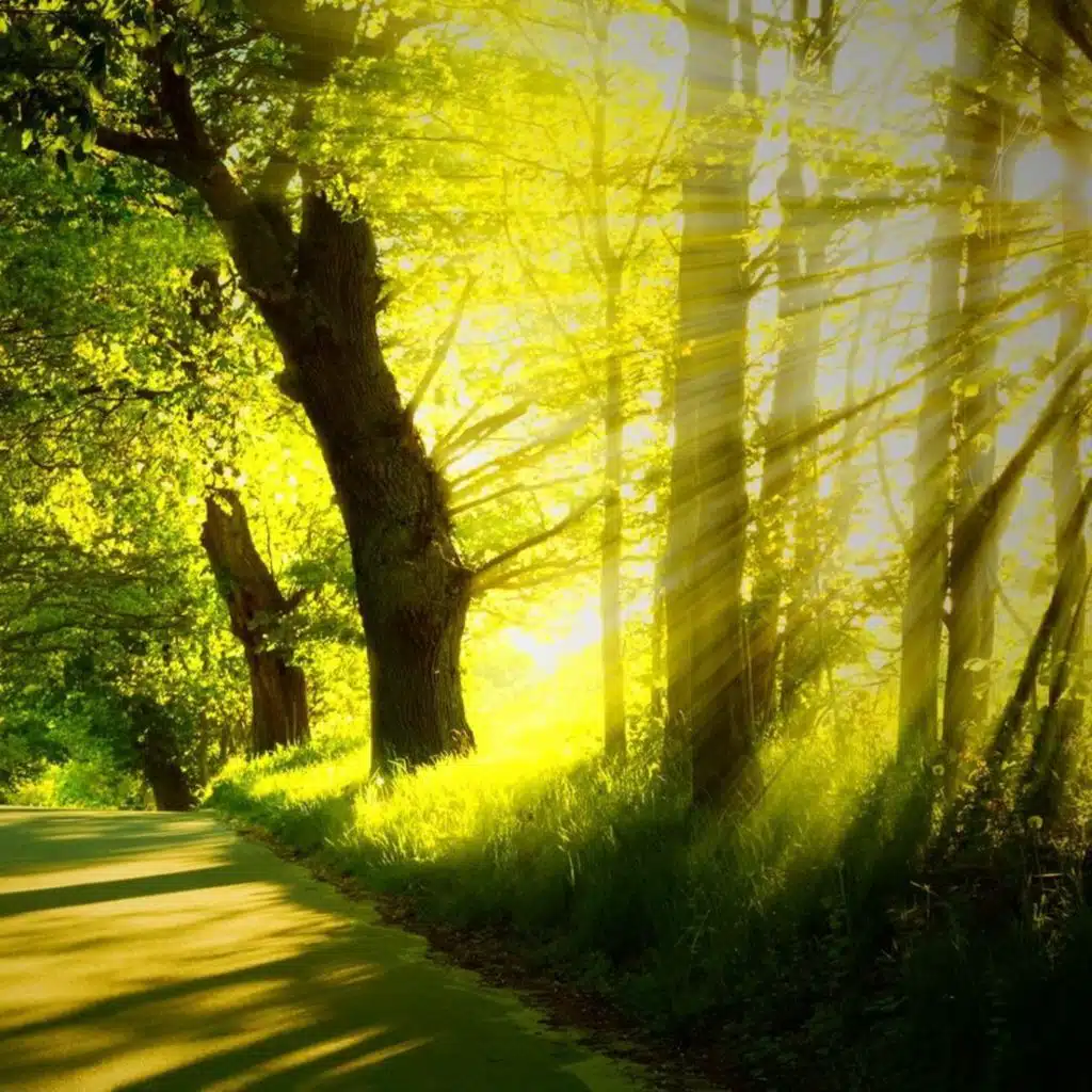 Serenade for Strings - Tchaikovsky, Dvorak, Mozart