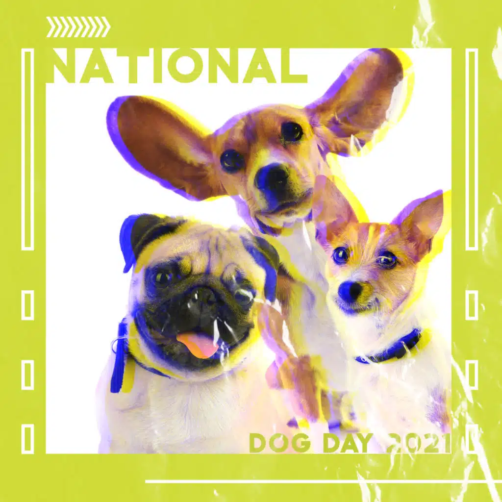 National Dog Day 2021: Lullabies for Your Dog, Calming Piano Sounds for Pet Friend, #Dog Day