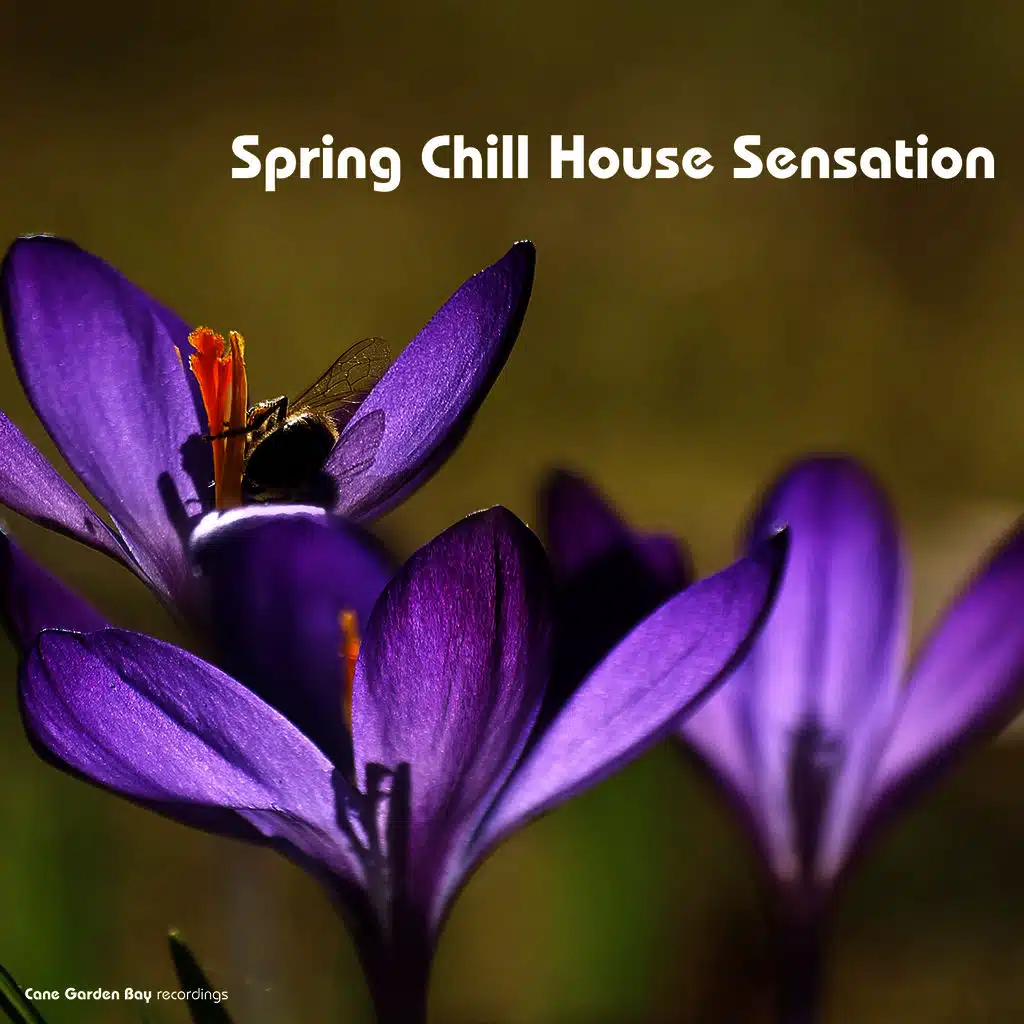 Spring Chill House Sensation