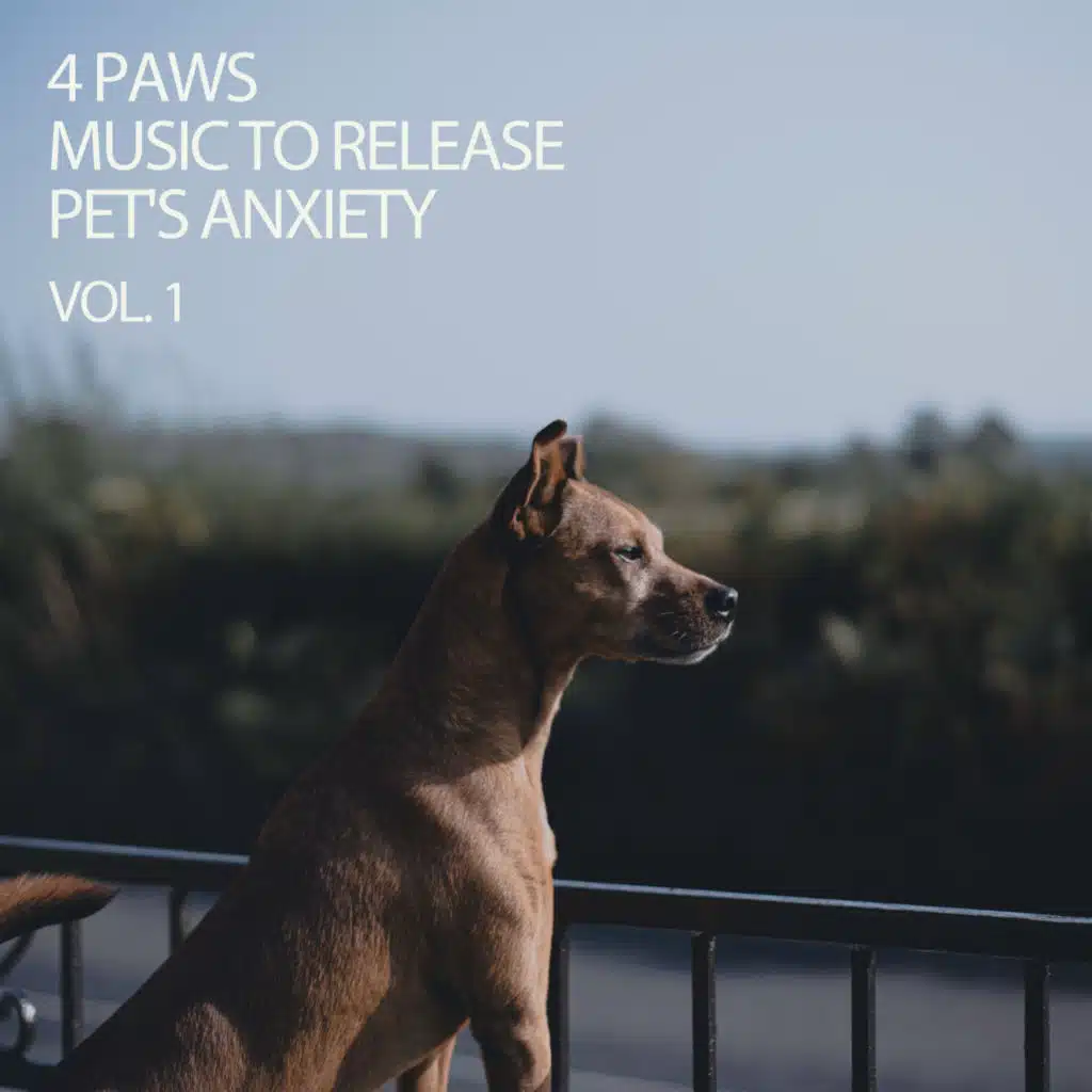 Anti Anxiety Music For Dogs