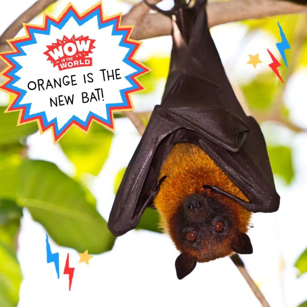 Orange is the New Bat