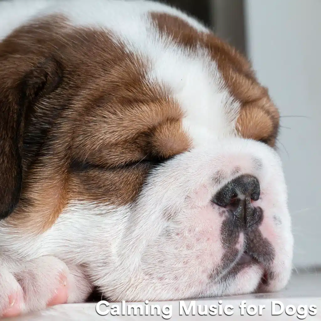 Calming Music for Dogs