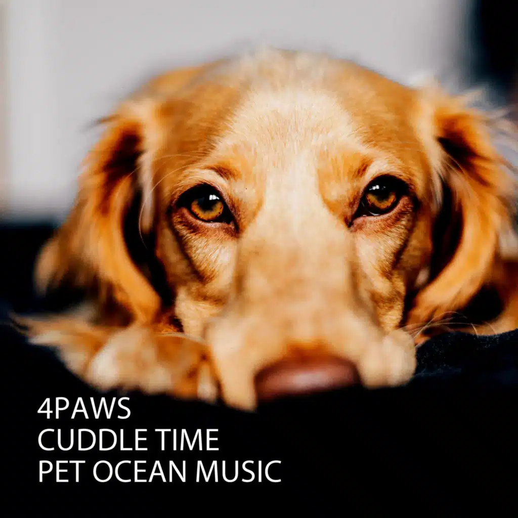 Droning Sound For Pet