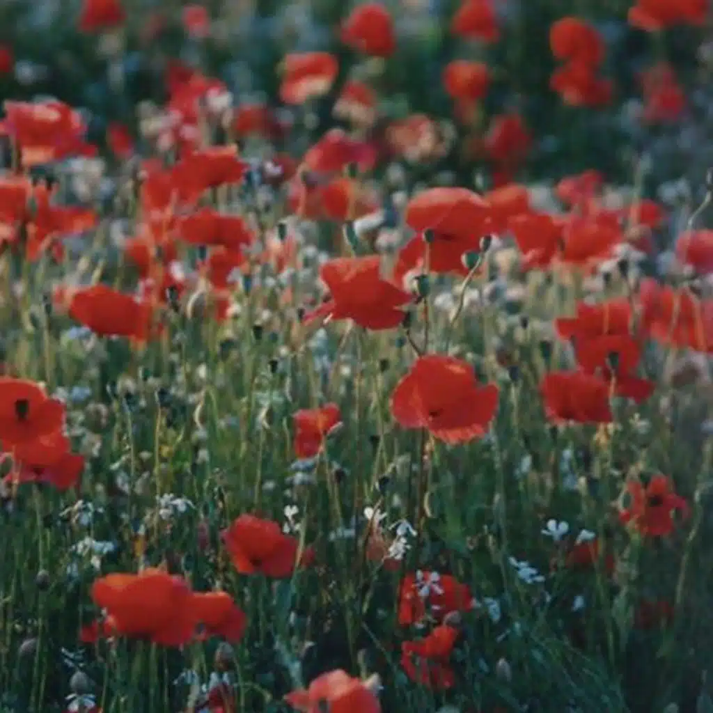 chief. & less.people