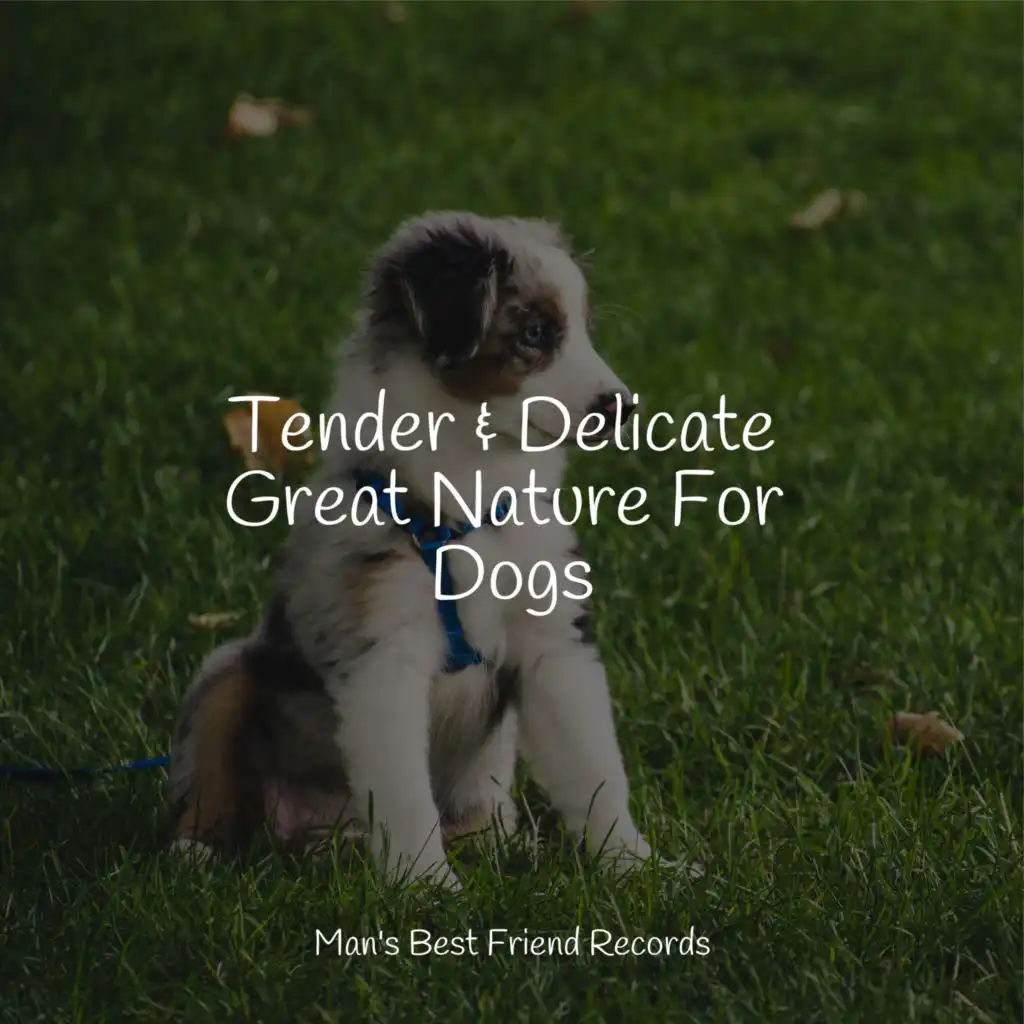 Soothing Sounds For Dogs | Mystical Spa & Serenity