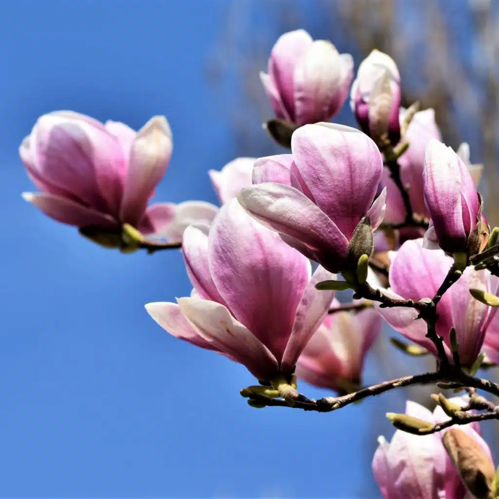 Pink Noise – Fan Sounds Pack Noise (Loopable)