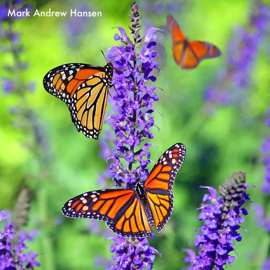 Butterfly in Love (feat. Jes Hudak)