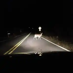 deer in tha headlights