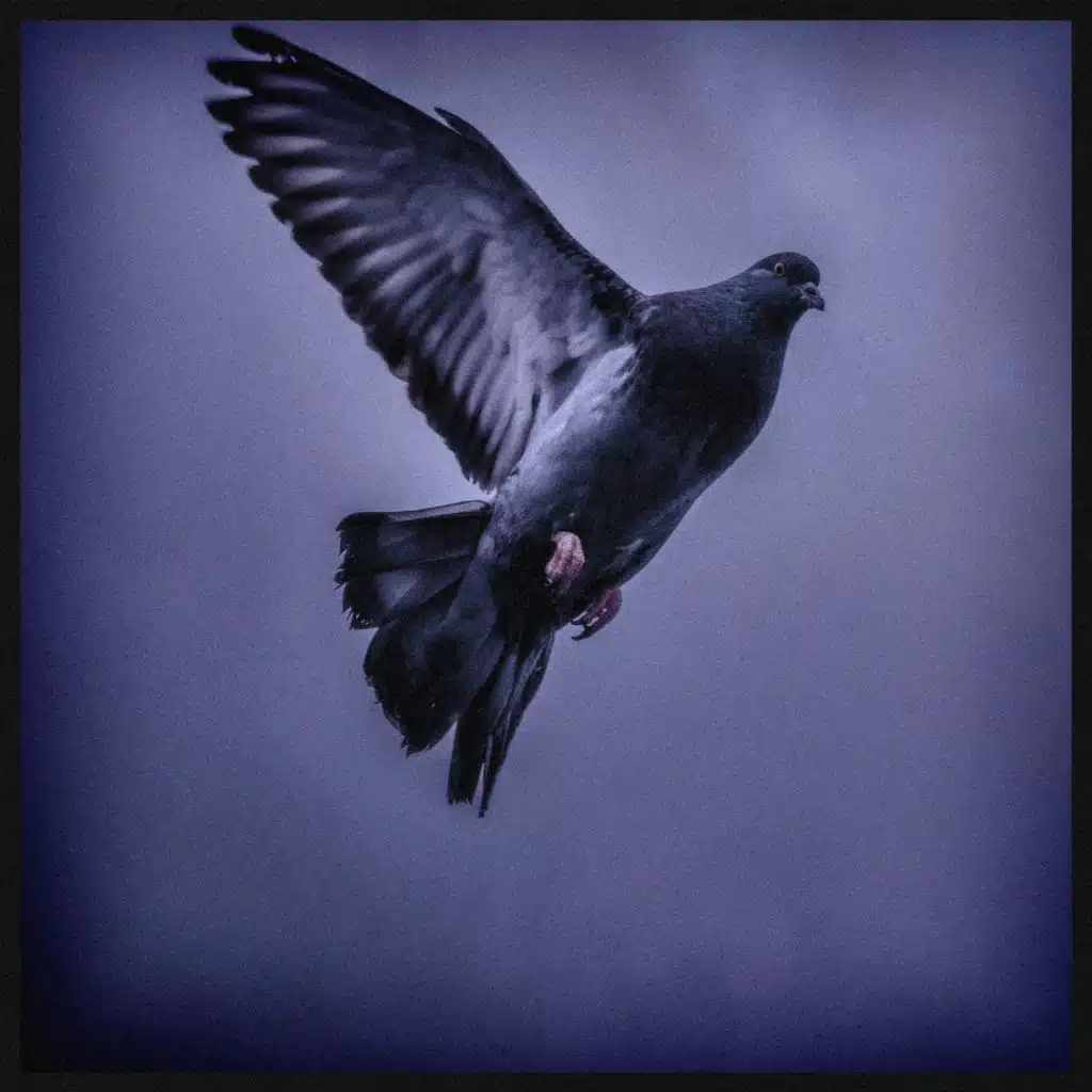 İstikametim (feat. Halil Çağlar Serin)