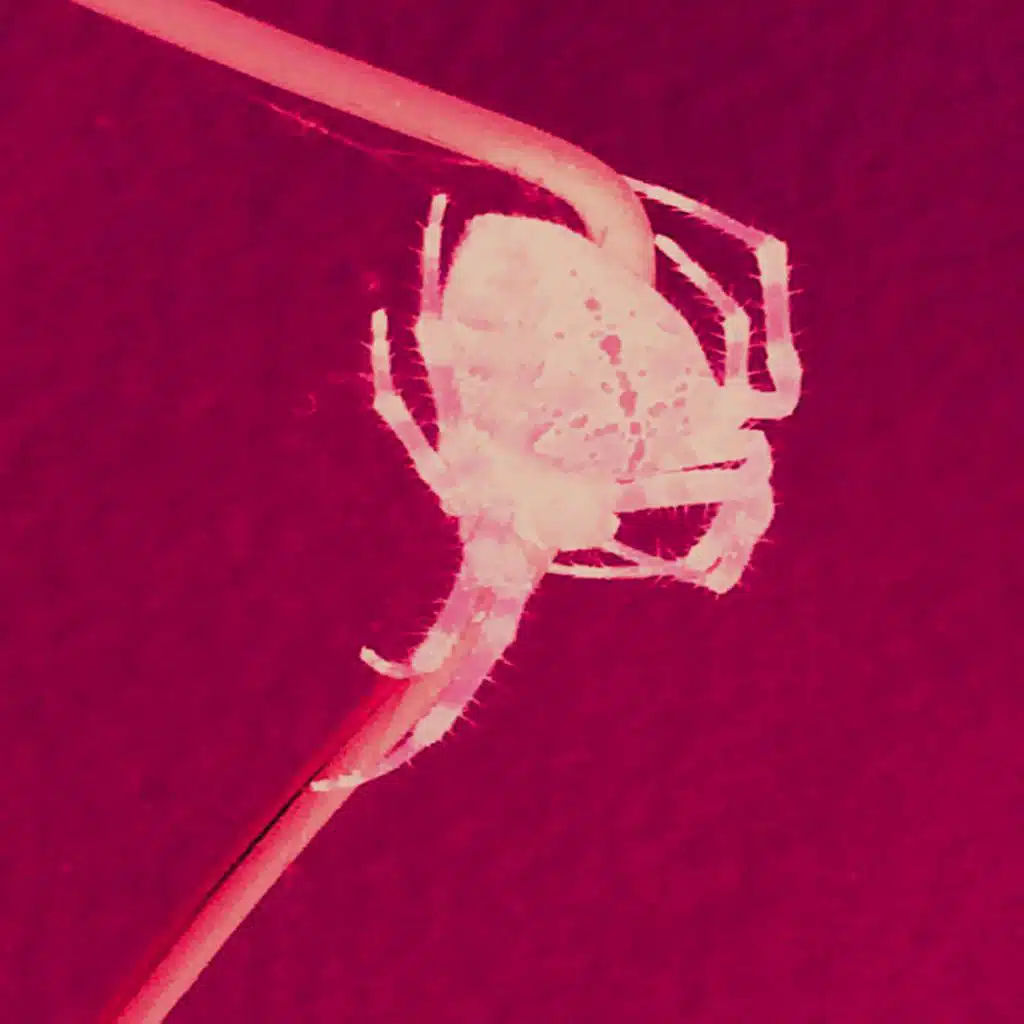 Miracle 2 (Moplen Nu Disco Remix)