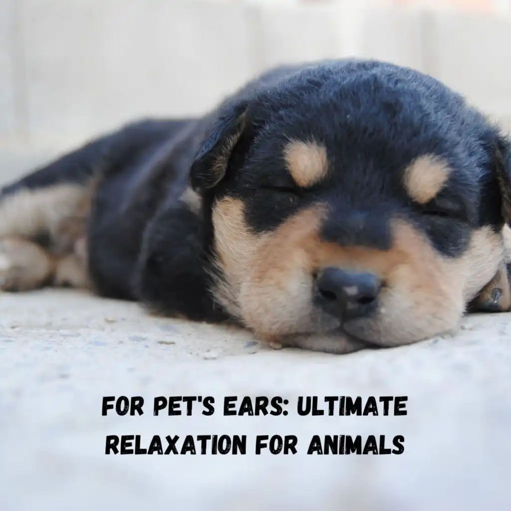 For Pet's Ears: Ultimate Relaxation for Animals
