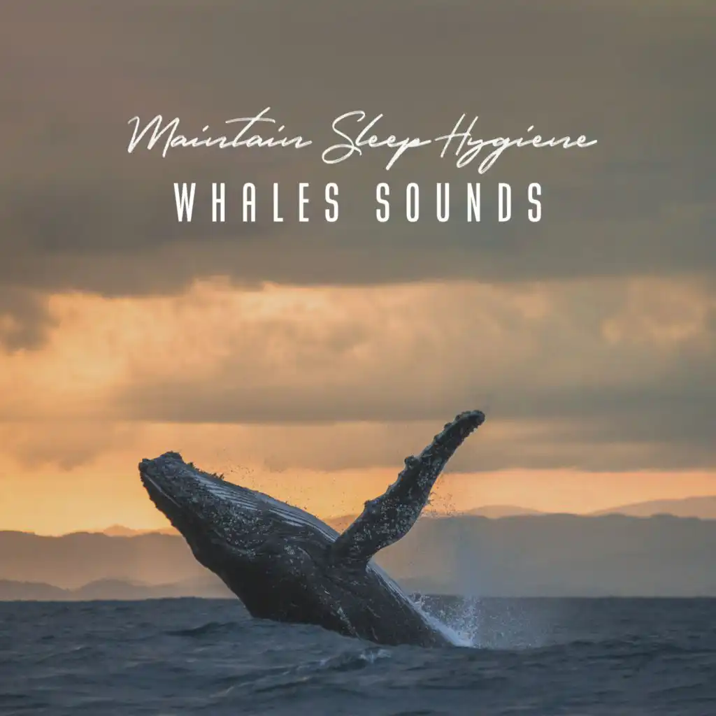 Maintain Sleep Hygiene (Relaxing Sounds of Whales to Sleep Quickly and Regulate Sleep Cycle)