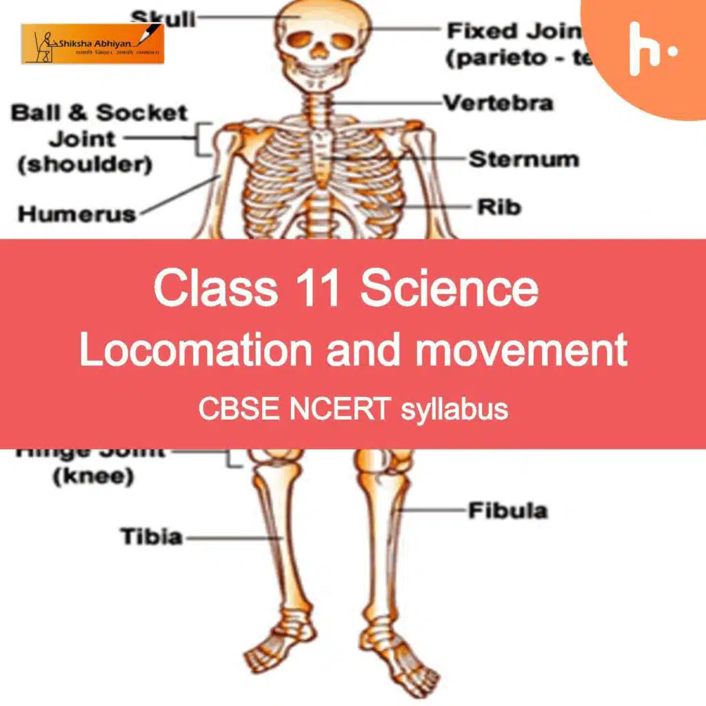 Skeletal Muscle (Sarcomere)