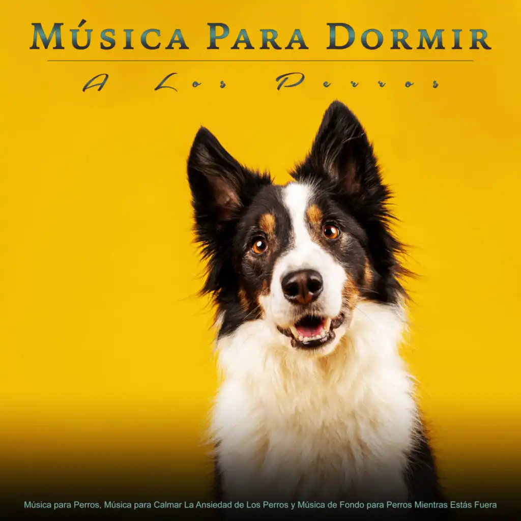 Música Para Dormir A Los Perros: Música para Perros, Música para Calmar La Ansiedad de Los Perros y Música de Fondo para Perros Mientras Estás Fuera