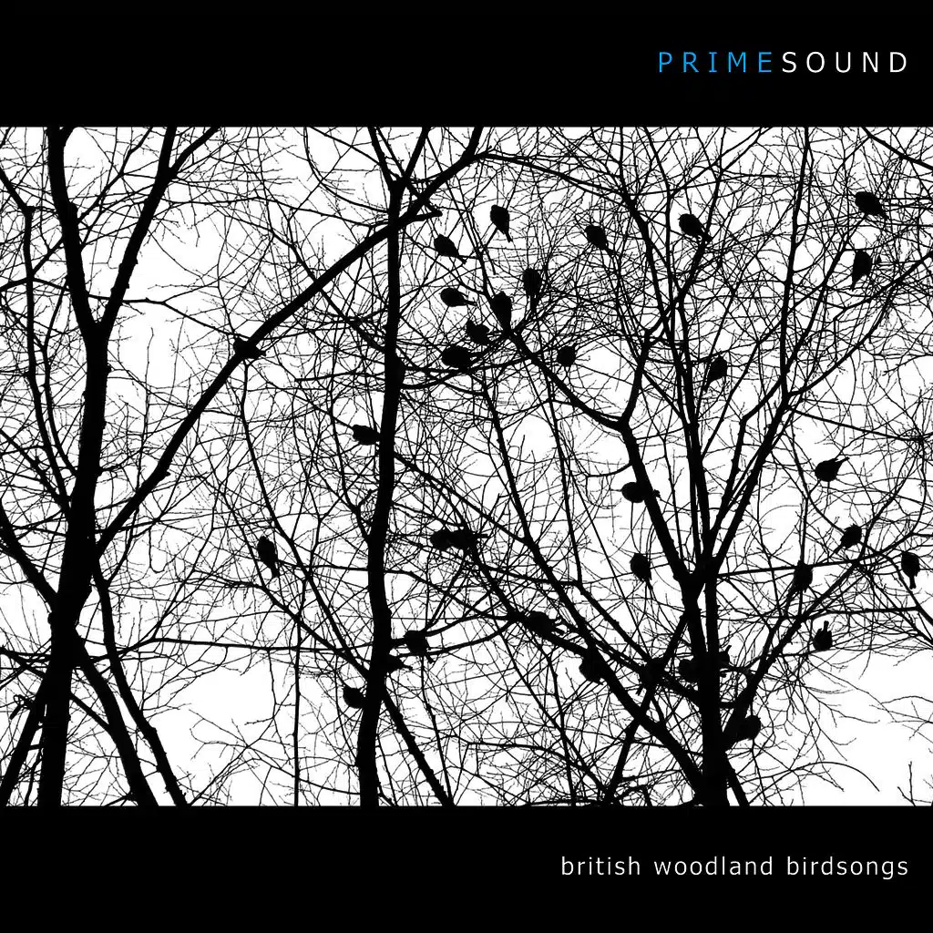 British Woodland Birdsongs