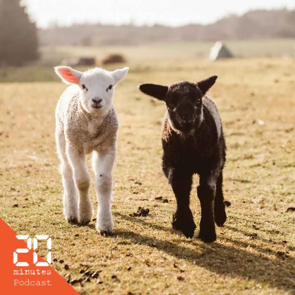 Comment améliorer le bien-être animal dans les élevages ?