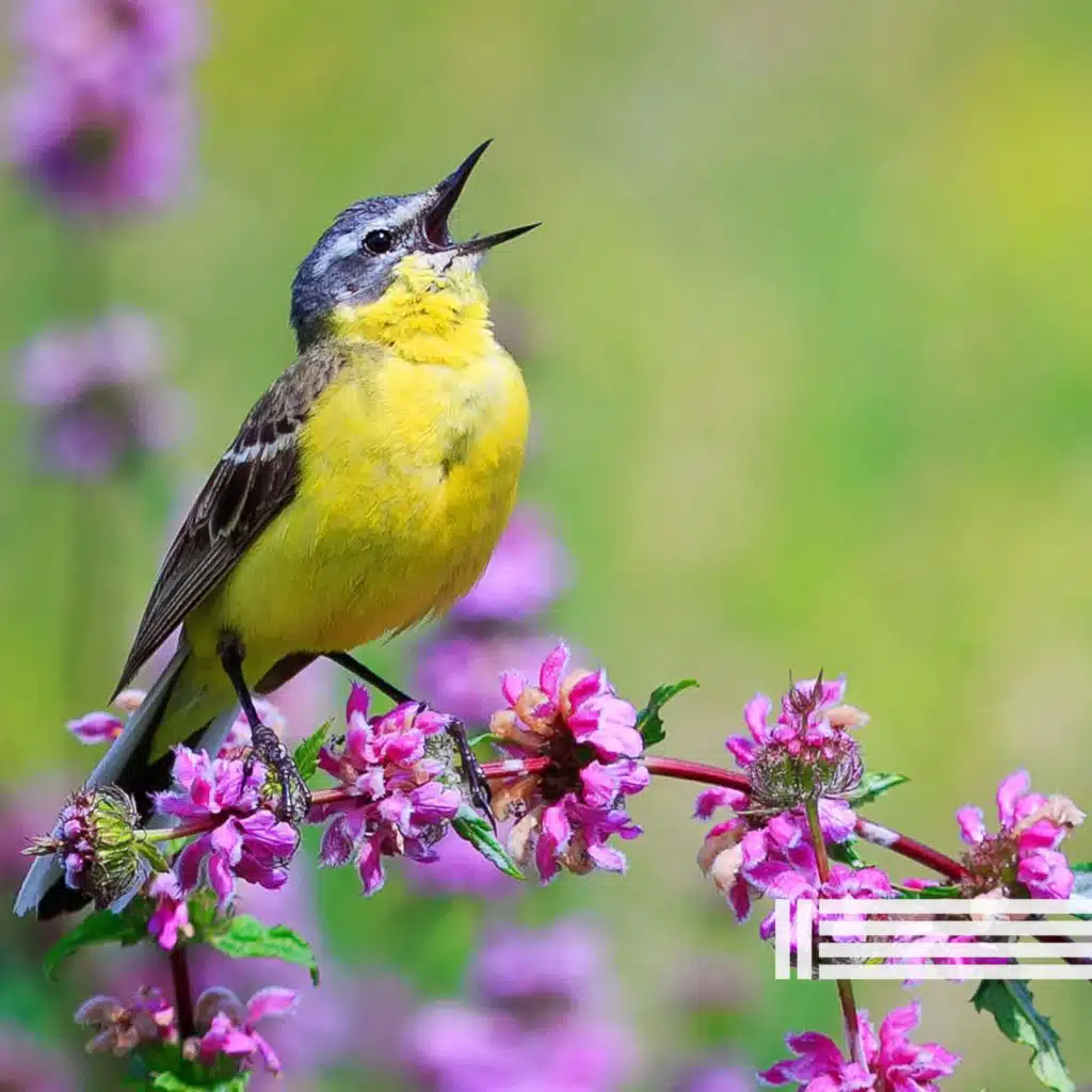 Floresta Dos Pássaros (Loop)
