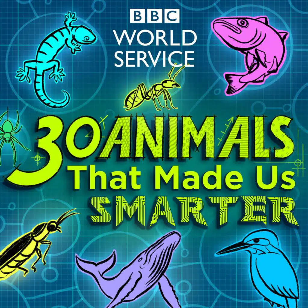 Stenocara beetle and water collector